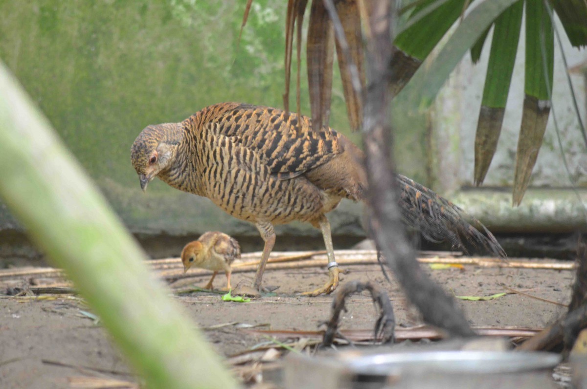 鳥寶寶相當早熟，出生沒多久就會跟在母鳥旁有樣學樣。　台北動物園/提供