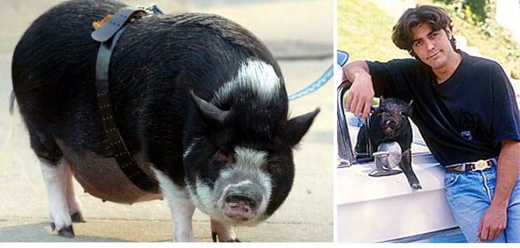 喬治克隆尼在年輕時就養了Max，被他笑稱為維持最久的一段關係！　取自網路