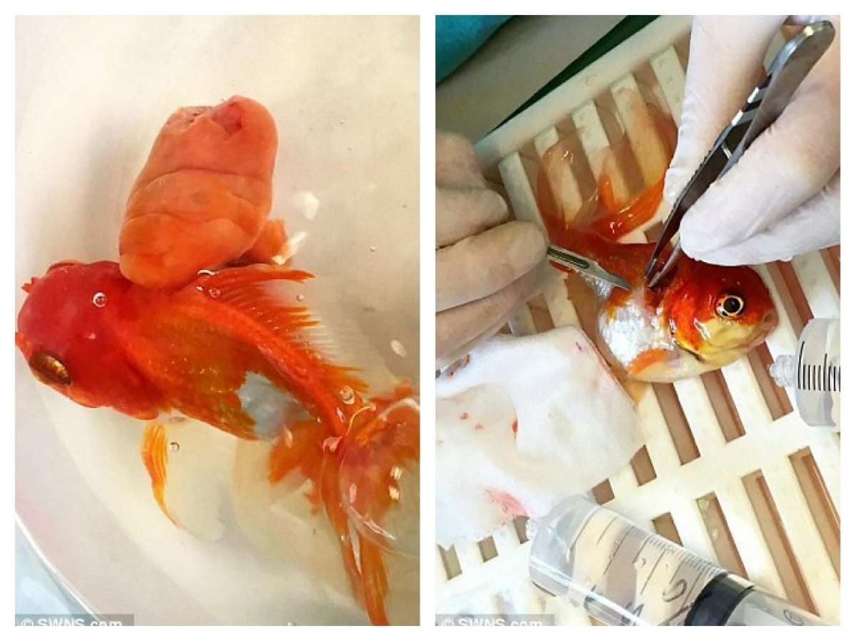 英國有另一隻長腫瘤的金魚接受要價不斐的手術，最後也順利康復！   翻攝自每日郵報