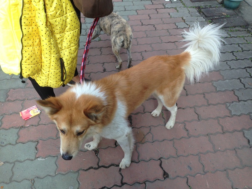 飼主牽著攻擊貓咪的犬隻。　新北市動保處/提供