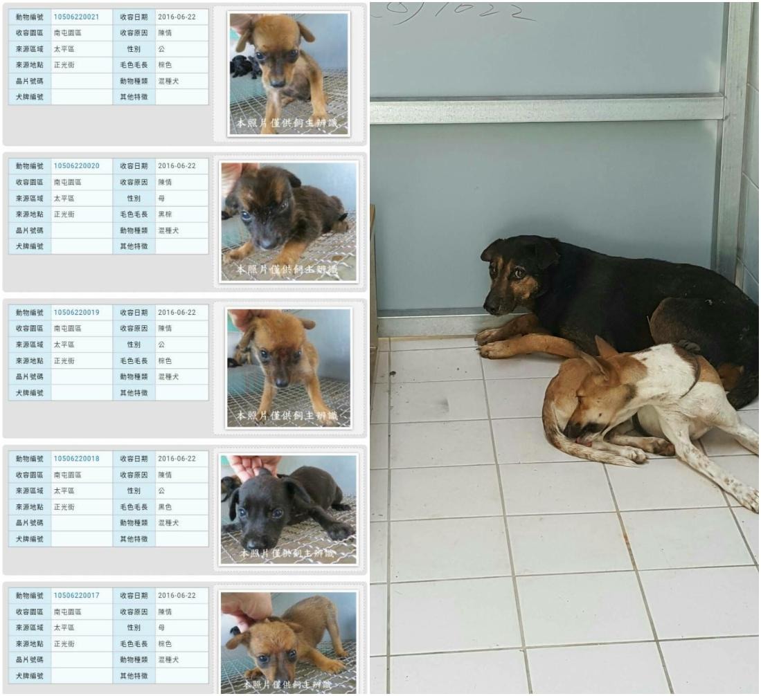 台中動保處昨日已初步將事件中的流浪狗帶回,安置在動物之家。 台中動保處/提供