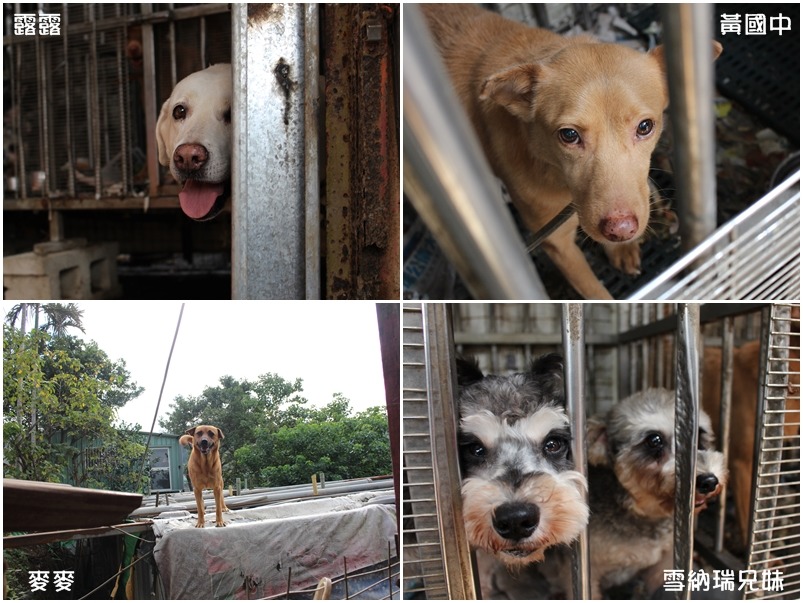 笑容超甜的露露、眼神仍流露恐懼的黃國中、最喜歡佔領屋頂的麥麥,及被丟棄在3重的雪納瑞兄妹。 何宜/攝