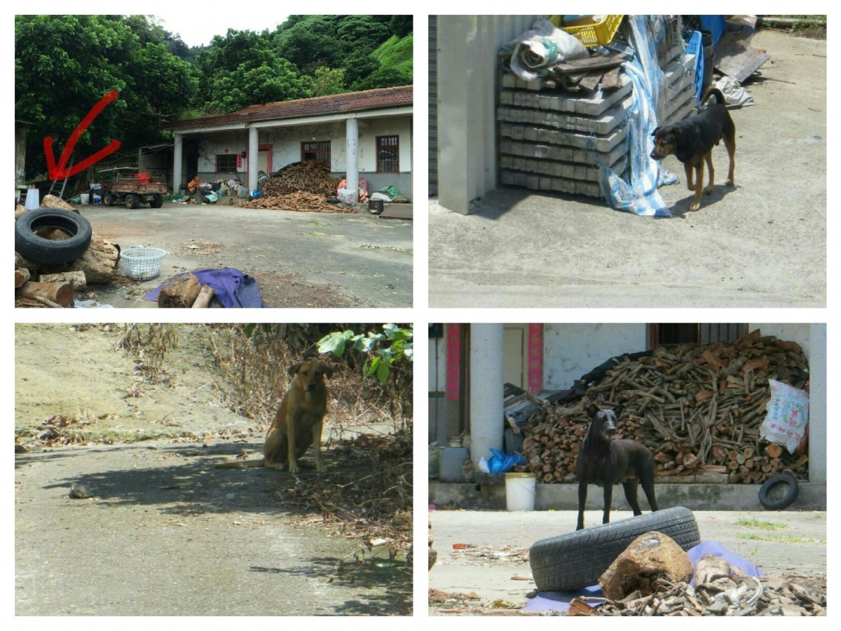 疑似攻擊男童的狗群,由一名不住在當地的林姓男子固定餵食。 台中動保處/提供