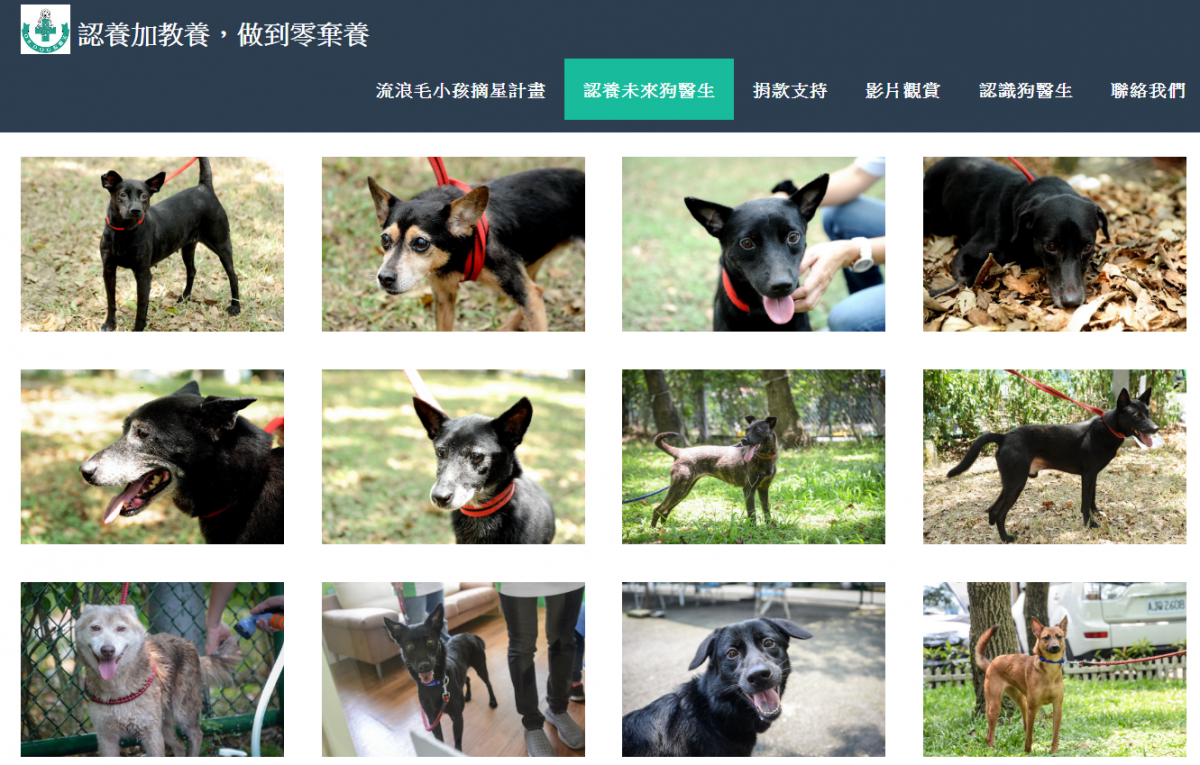 台灣狗醫生協會與台北市動保處合作，推出「流浪毛小孩摘星計畫」，希望能將有潛力的浪浪找家。　翻攝自活動網頁