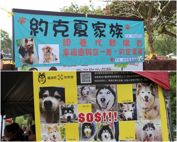 目前有許多狗友社團專門救援特定的品種犬隻、並送養，也可以向這類的團體尋求幫助。　何宜/攝