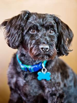 取自Local Dog Daily