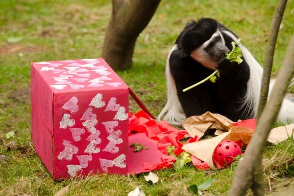 奧勒岡動物園裡的猴子，打開充滿愛心的禮物盒，裡頭有食物和玩具呢！　取自oregonzoo.org
