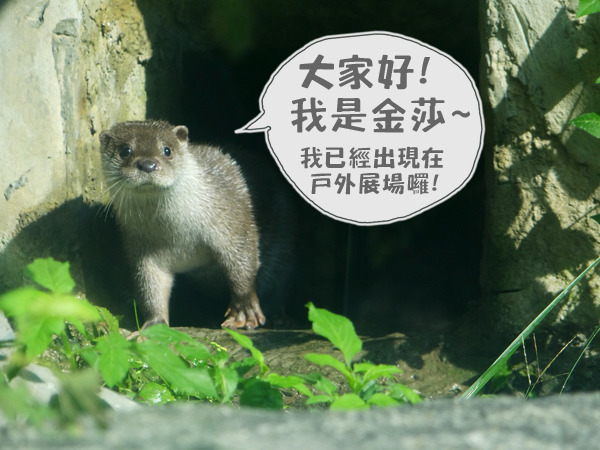 金門救傷歐亞水獺金莎妹妹最近已經會隨大小金出現在戶外展場囉！　台北動物園/提供