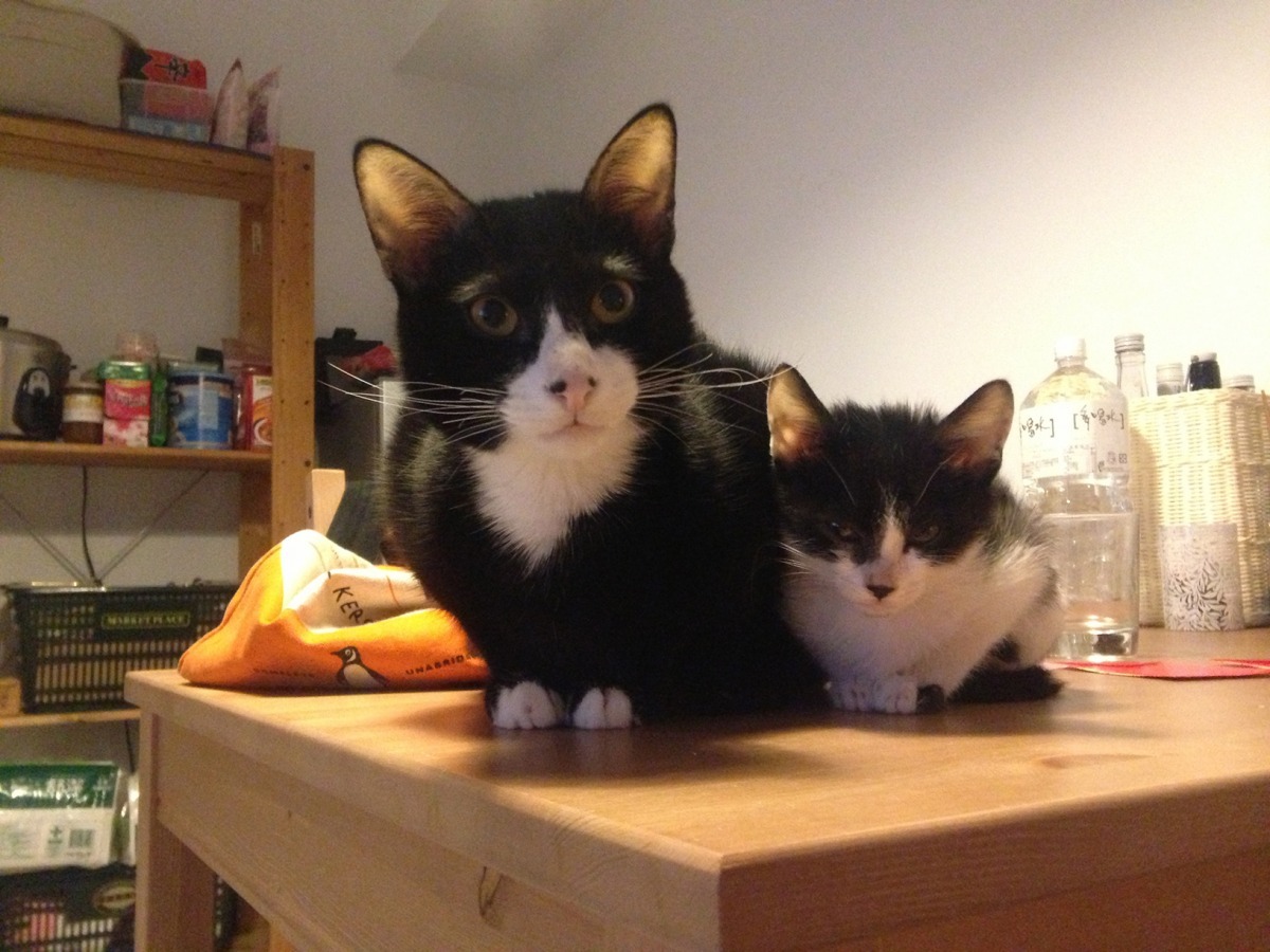 路嘉欣領養的第一隻貓紅豆詞(左)、與紅大詞(右)。　時報文化/提供