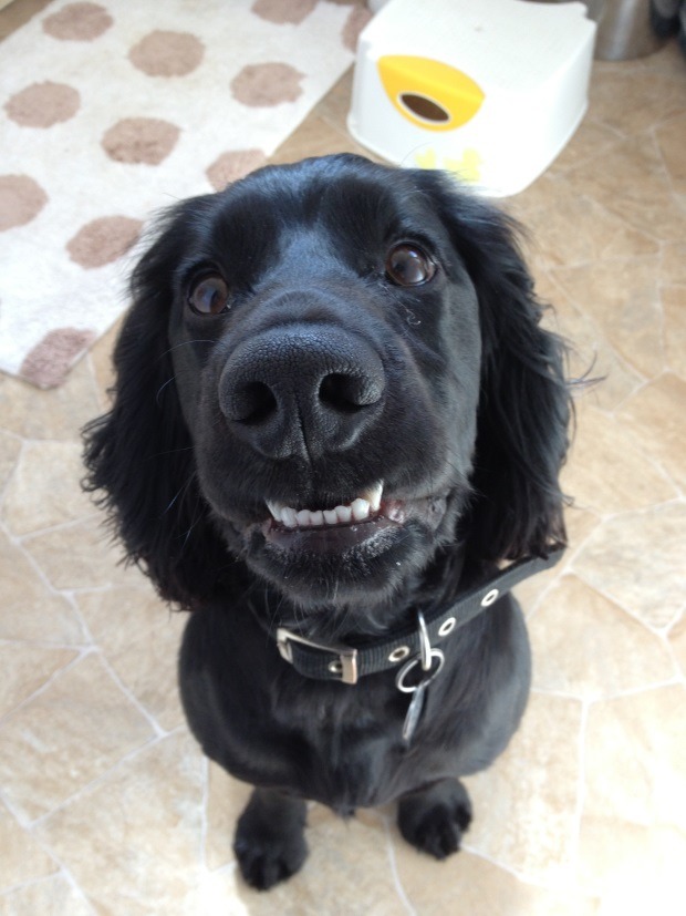 露下排牙齒的笑容美嗎？　取自pethealthinfo