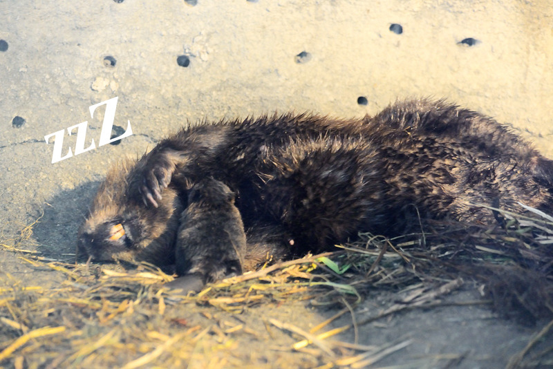 娜豆正趴在媽媽胸口喝奶。　台北動物園-張庭瑜/攝