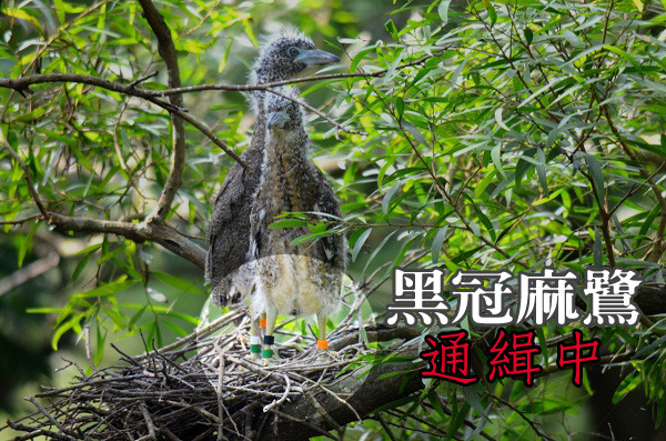 黑冠麻鷺已經從稀有留鳥變成在校園、都會型公園裡的的常客，也歡迎大家多多注意牠們腳上的顏色標記喔！　台北動物園-陳瑋玥/攝