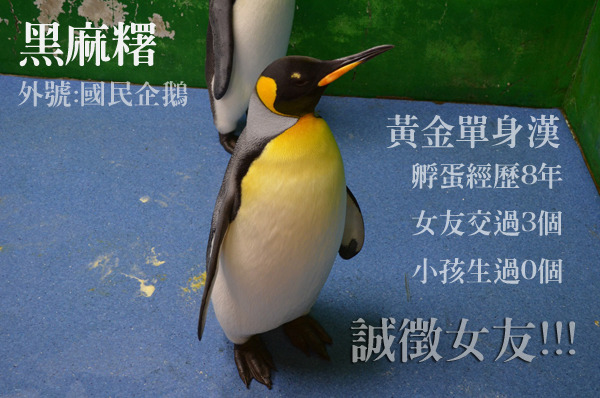 只希望明年黑麻糬可以順利找到女朋友，並增進孵蛋的技巧，別再動不動就把蛋弄破啦！　台北動物園/提供