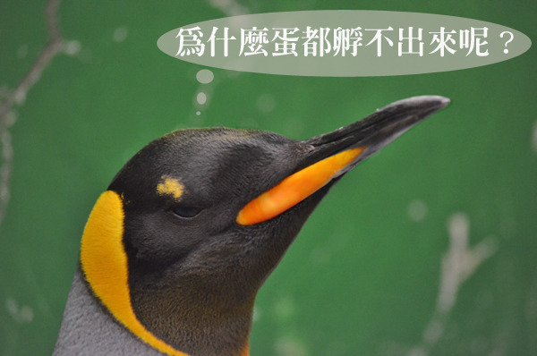 全台灣看著牠長大的國王企鵝黑麻糬，前幾次孵蛋不利、今年又在情場失意。　台北動物園/提供