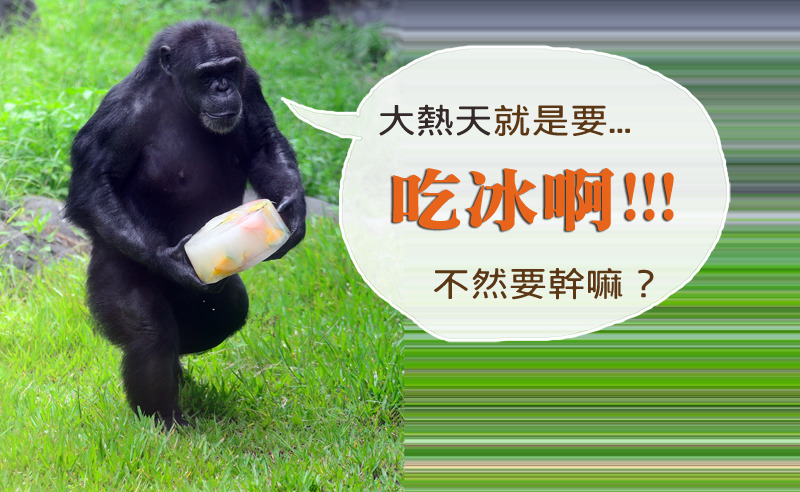颱風天就是要泛舟讓泛舟哥爆紅，但對黑猩猩來說，夏天消暑的方式則是吃冰。　台北動物園/提供