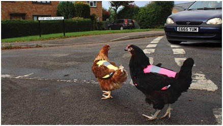 穿了小反光背心的雞，就像馬路上的小小交通警察一樣。