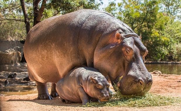 河馬究竟兇不兇猛?還是只是莫須有的惡名?澳洲野生動物園設立獨一無二的河馬沙灘,希望替好奇的民眾解開疑惑。 取自維多利亞動物園官網