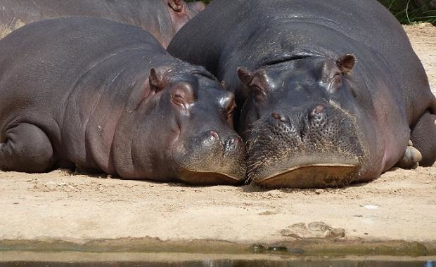 「媽媽,我們很可怕嗎?」「傻孩子,你看看我們長得多沒有殺傷力啊!」 取自維多利亞動物園官網