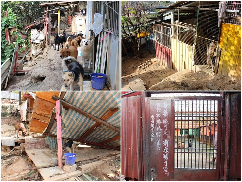 經過10幾年一步一步的建造、改善,鄭阿姨替140隻浪浪打造了能遮風蔽雨的「家」。 何宜/攝