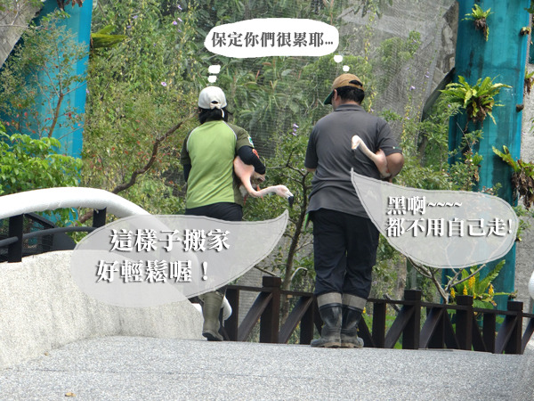 保育員總共幫60隻左右的紅鶴搬家，簡直累翻了！　台北動物園/提供