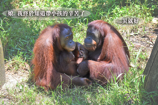 三代同堂的紅毛猩猩正在傳承經驗。　台北動物園/提供