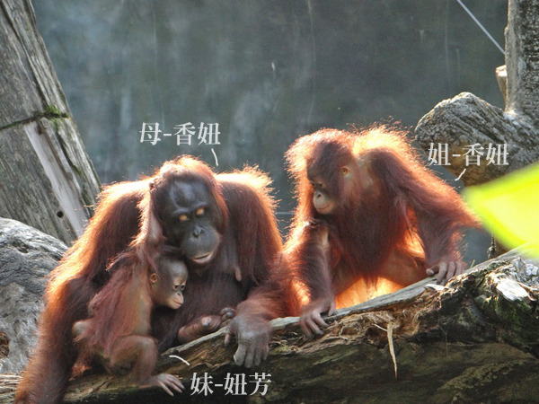 2歲多的香妞是保育員帶大,混群成功後這周與媽媽、妹妹到戶外曬親情。 台北動物園/提供