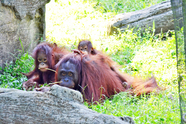 紅毛猩猩母女團圓,一家3口溫馨畫面殺光攝影師底片。 台北動物園/提供
