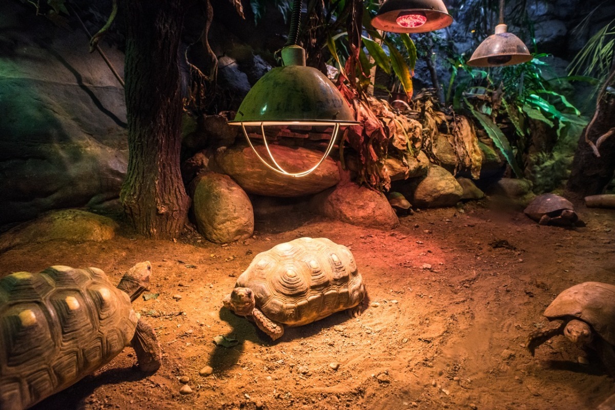 「你們快過來這個太陽下面！好溫暖～」　台北動物園-黃陳浩/攝