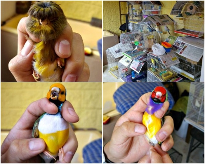 國際人道協會在一間人去樓空的公寓裡，發現68隻「等死」的鳥類，其中也有一些是被保護的瀕危物種。　取自HSI