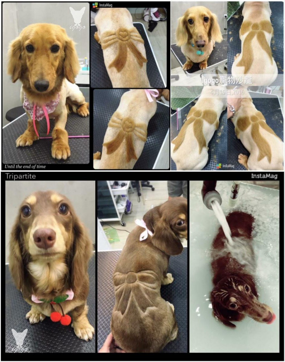 同樣都是臘腸犬、同樣的蝴蝶結造型，但阿May就是能做出3種變化。   取自Igogo寵物沙龍