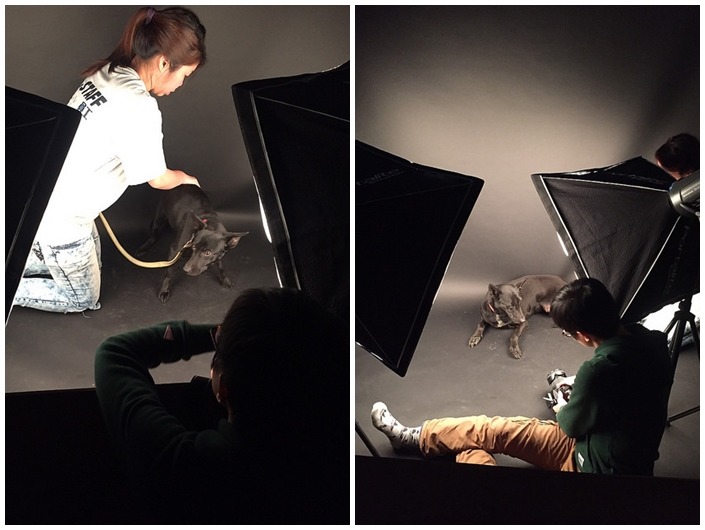 這個簡易的攝影棚，可是搭建在協會救援中心內喔！事實上，AT收容有近一半都是黑狗，不過當天因為時間及狗的個性因素，只幫8隻狗拍攝。　Animals Taiwan/提供