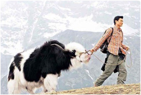 劉德華曾在雲南麗江拍廣告時，近距離接觸雪山氂牛。 取自網路