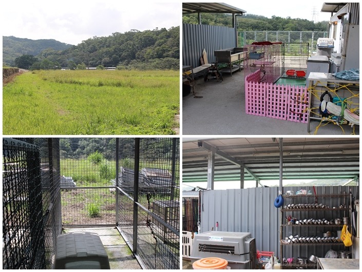 新中心擁有一大片綠地，目前是休耕讓草自由生長，狗狗也都可以定時去放風。　何宜/攝