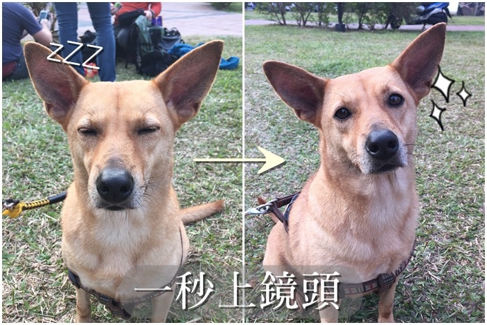 宣傳短片裡頭的60公分正妹小黃,演技高超的牠可是曾和藝人蕭敬騰合作拍攝過新北市動物保護防疫處的宣傳影片喔! CC Pet團隊/提供