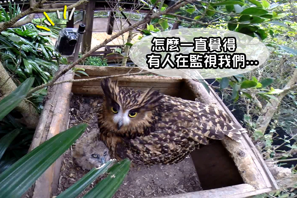 媽媽嘿美從1992年因救傷送至動物園，與推估約4歲、同樣因救傷的公鳥愛洛配對成功，2月中旬孵出雛鳥。　動物園GoPro/提供