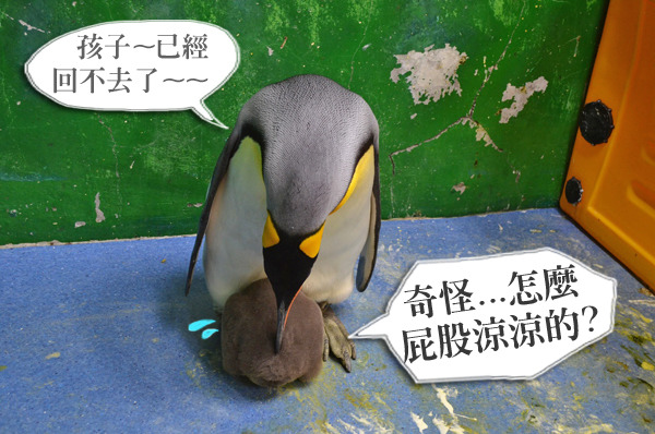 吹氣球般長大的企鵝寶寶想再躲進爸媽腹羽下時，屁股就會露在外頭，模樣相當逗趣。　台北動物園/提供