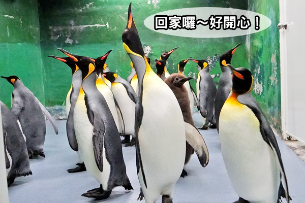 國王企鵝美乖及嘟胖仍然是搬家的「領頭鵝」，民眾在2月7日後就可以重新看到可愛企鵝囉！　動物園/提供