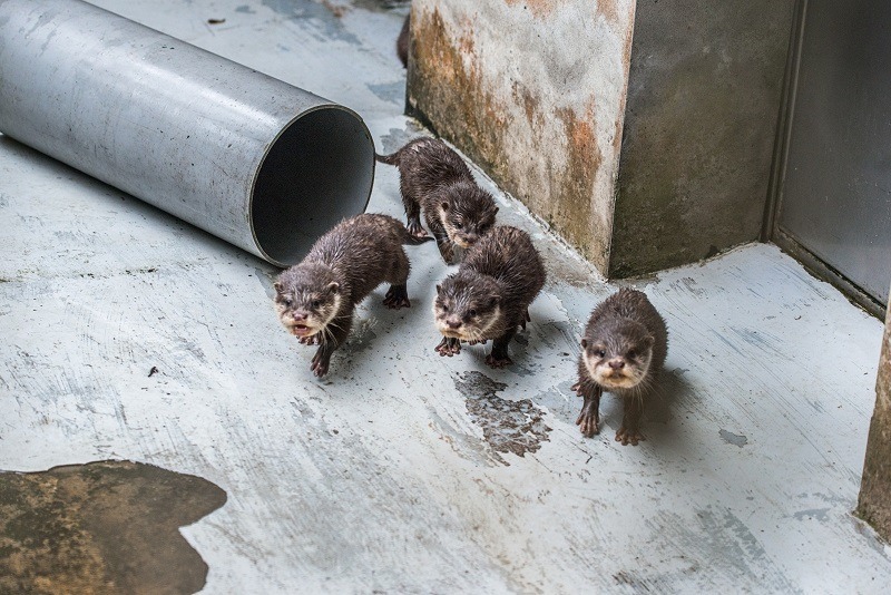 成群結隊、以聲音互相溝通的小爪水獺。　台北動物園-黃陳浩/攝