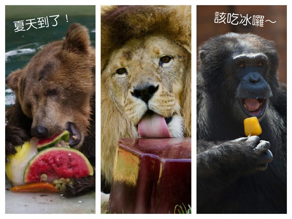 炎炎夏日來臨，動物園動物各自有抗暑妙招！   取自網路