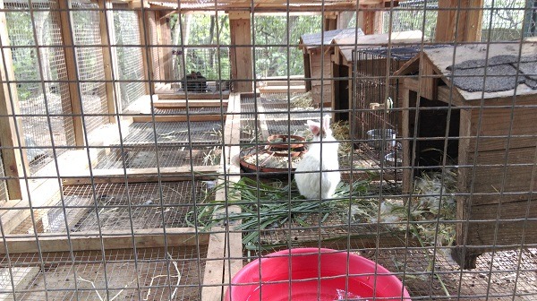 大兔子區：公母分開飼養（其中一隻較有攻擊性的公兔則住進單人房），還有小屋可提供休息，食物充足，飲水、飲水盆都算乾淨。　彰化縣防疫所/提供