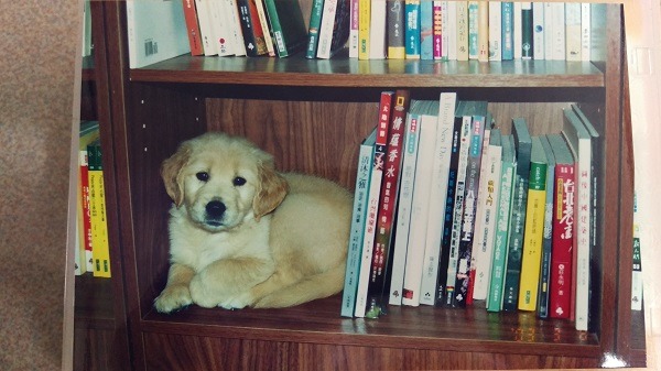 林清盛用狗爸的口氣說道，以前總是擔心調皮的漢漢會出亂子，不過現在想起來那段時光反而是種樂趣。　林清盛/提供