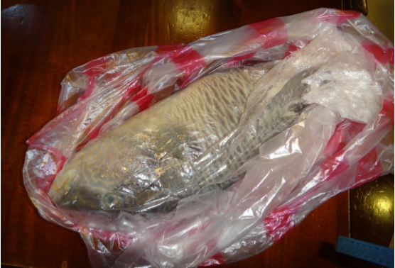 大安區一家知名海鮮餐廳，日前遭查獲違法販售保育類蘇眉魚。　刑警大隊/提供