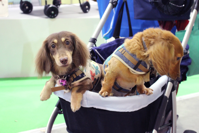 出門不使用牽繩，也務必使用寵物推車確保貓狗安危喔！　何宜/攝