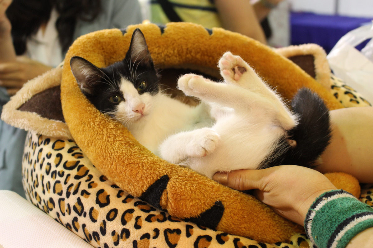 春節期間氣溫偏低，記得要替家中寵物做好保暖措施，此外也要時時留意毛孩的精神、食慾與大小便跟平常一不一樣喔！ 　資料照（李娉婷/攝）