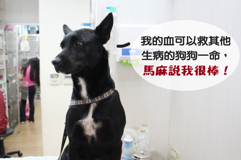 第一號狗仔熊熊,8月 6日也被媽媽帶到現場配對,雖然血型有點排斥,但熊熊媽說之後還是會讓熊熊出任務,希望能幫助到其他需要的狗狗。 何宜/攝