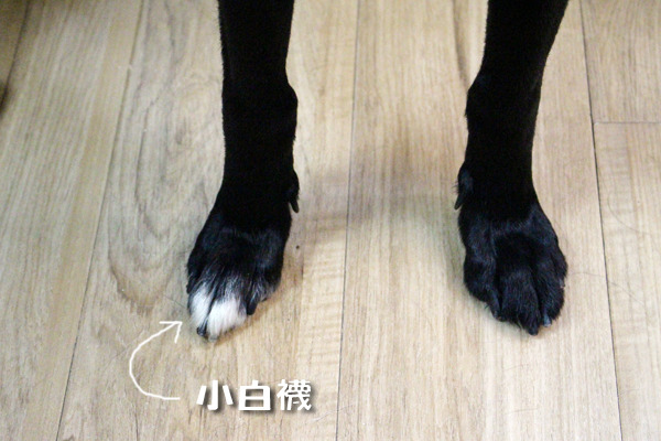 熊熊右前腳有一抹不明顯的小白襪，因此被退養，不過也讓熊熊媽遇見真命天「子」！　何宜/攝