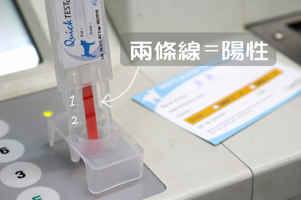 熊熊的血型是第一型陽性，恭喜熊熊在3歲生日後知道自己的血型！　何宜/攝