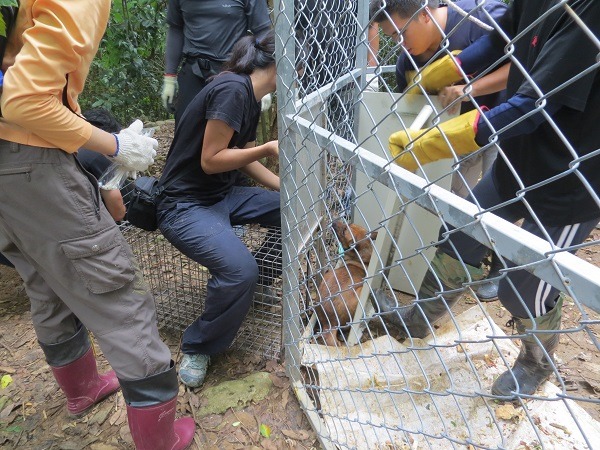壽山國家自然公園為了保護園區內野生動物及遊客安全，自2013年實施遊蕩犬貓安置計畫，稱為TNS，即不把動物放回原地，改移至民間保育場收容。　壽山國家自然公園/提供