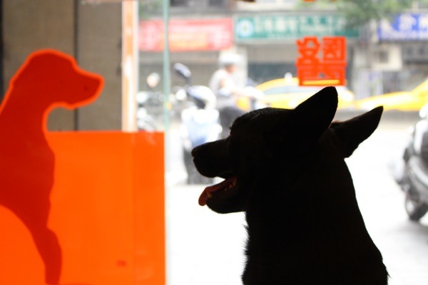 想成為下一隻熱血狗仔,你也可以報名! 何宜/攝