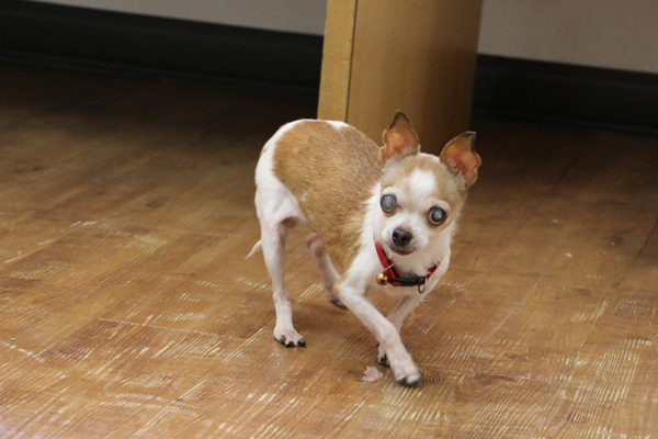 斑比雙眼都有白內障,雖然會影響視力,但牠走起路卻還是相當靈活自如。 何宜/攝